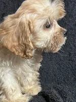 Pip, a male Cavapoo and Poodle - Miniature  for sale in Thatcher, AZ – 2 of 4