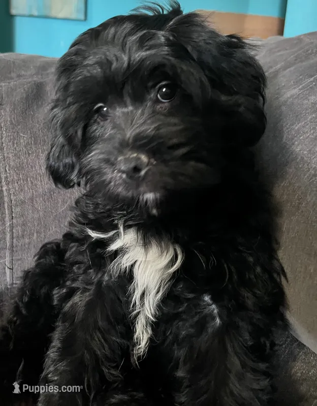 Tucker (Tux) – Cockapoo, Cocker Spaniel puppy for sale in Thatcher, AZ