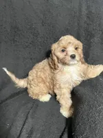 Dotty, a female Cavapoo and Poodle - Miniature  for sale in Thatcher, AZ – 2 of 3