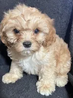 Bella, a female Cavapoo and Poodle - Miniature  for sale in Thatcher, AZ – 1 of 3