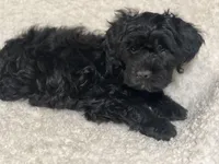 Shadow, a male Cockapoo and Cocker Spaniel for sale in Thatcher, AZ – 4 of 4