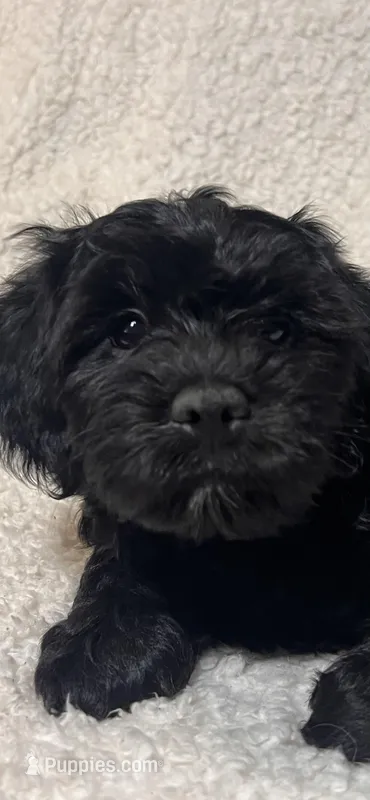 Shadow – Cockapoo, Cocker Spaniel puppy for sale in Thatcher, AZ