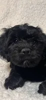 Shadow, a male Cockapoo and Cocker Spaniel for sale in Thatcher, AZ – 3 of 4
