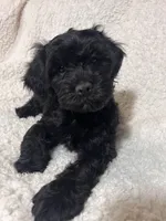 Shadow, a male Cockapoo and Cocker Spaniel for sale in Thatcher, AZ – 2 of 4