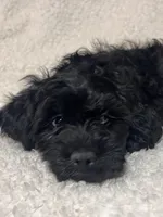 Shadow, a male Cockapoo and Cocker Spaniel for sale in Thatcher, AZ – 1 of 4