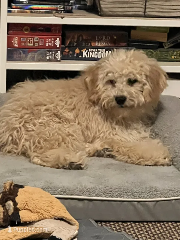 Biscuit (Apollo) – Cockapoo, Poodle - Miniature  puppy for sale in Thatcher, AZ