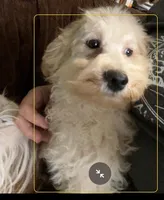 Apollo, a male Cockapoo and Poodle - Miniature  for sale in Thatcher, AZ – Photo 3 of 5