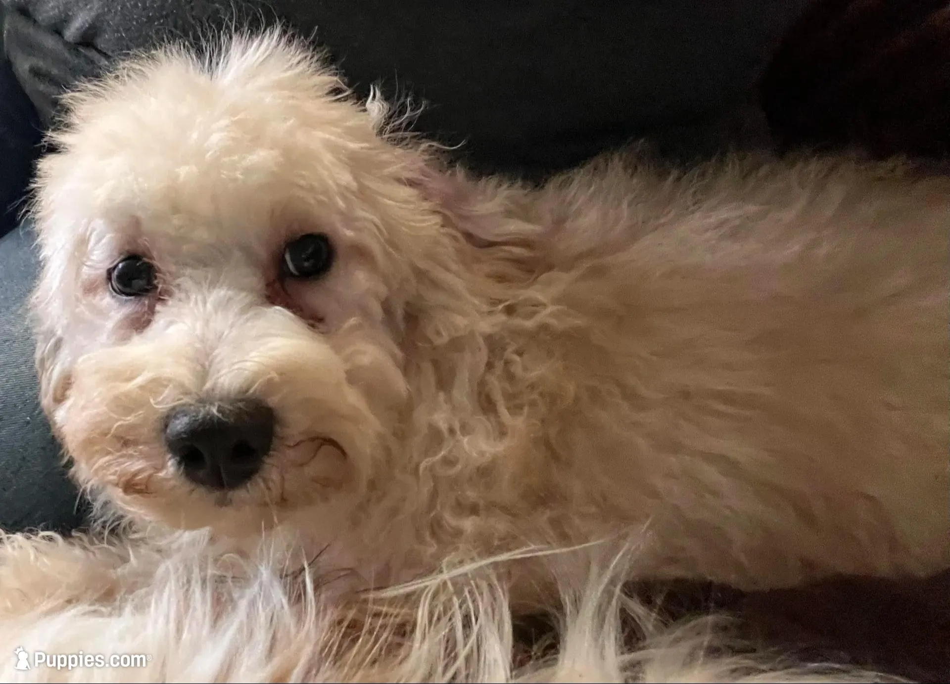 Biscuit (Apollo), a male Cockapoo and Poodle - Miniature  for sale in Thatcher, AZ – 2 of 5