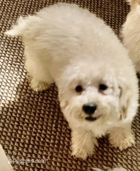 Apollo – Cockapoo, Poodle - Miniature  puppy for sale in Thatcher, AZ