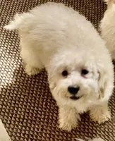 Apollo, a male Cockapoo and Poodle - Miniature  for sale in Thatcher, AZ – Photo 1 of 5