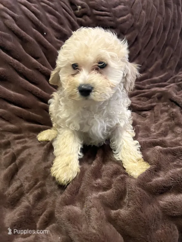 Apollo – Cockapoo puppy for sale in Thatcher, AZ