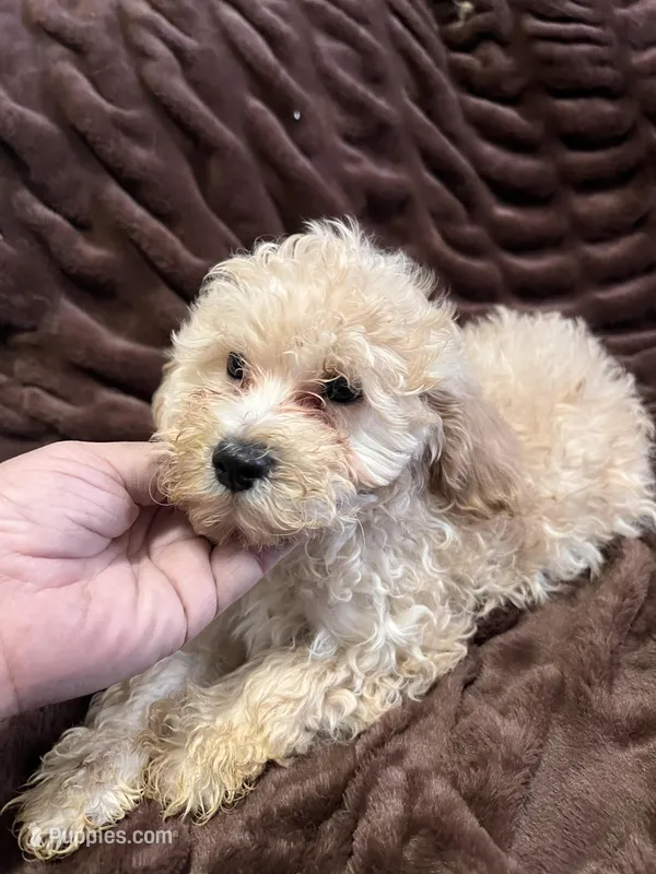 Apollo – Cockapoo puppy for sale in Thatcher, AZ
