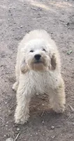 Apollo, a male Cockapoo and Poodle - Miniature  for sale in Thatcher, AZ – Photo 4 of 5