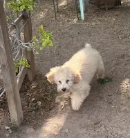 Apollo, a male Cockapoo and Poodle - Miniature  for sale in Thatcher, AZ – Photo 5 of 5