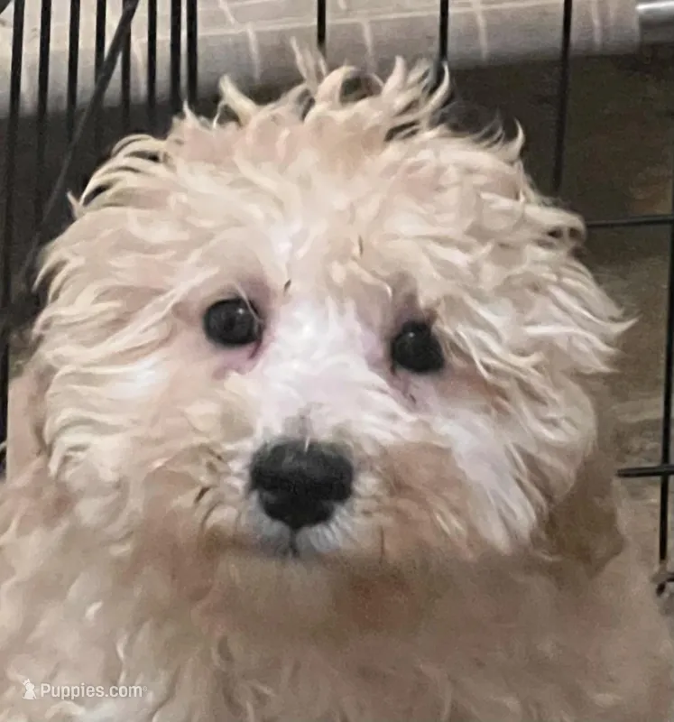 Apollo – Cockapoo puppy for sale in Thatcher, AZ