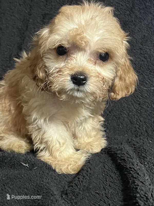 Pip – Cavapoo, Poodle - Miniature  puppy for sale in Thatcher, AZ