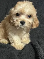 Pip, a male Cavapoo and Poodle - Miniature  for sale in Thatcher, AZ – 4 of 4