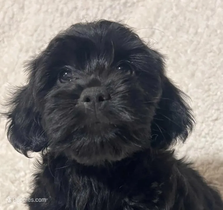 Jinx – Cockapoo, Cocker Spaniel puppy for sale in Thatcher, AZ