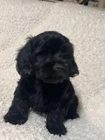 Jinx, a male Cockapoo and Cocker Spaniel for sale in Thatcher, AZ – 2 of 4