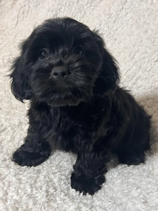 Jinx – Cockapoo, Cocker Spaniel puppy for sale in Thatcher, AZ