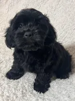 Jinx, a male Cockapoo and Cocker Spaniel for sale in Thatcher, AZ – 1 of 4