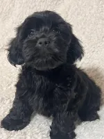 Jinx, a male Cockapoo and Cocker Spaniel for sale in Thatcher, AZ – 4 of 4