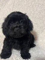 Jinx, a male Cockapoo and Cocker Spaniel for sale in Thatcher, AZ – 3 of 4