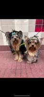 Tiny AKC Luna Yorkshire Terrier 4 lbs , a female Yorkshire Terrier for sale in San Jose, CA – 3 of 6