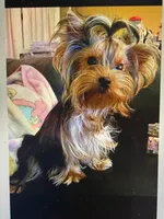 Tiny AKC Luna Yorkshire Terrier 4 lbs , a female Yorkshire Terrier for sale in San Jose, CA – 4 of 6