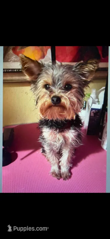 Tiny Akc Flynn Male Yorkshire Terrier 4 lbs – Yorkshire Terrier puppy for sale in San Jose, CA