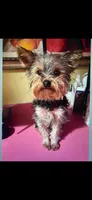 Tiny Akc Flynn Male Yorkshire Terrier 4 lbs, a male Yorkshire Terrier for sale in San Jose, CA – 1 of 3