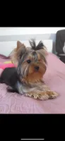 Tiny AKC Luna Yorkshire Terrier 4 lbs , a female Yorkshire Terrier for sale in San Jose, CA – 2 of 6