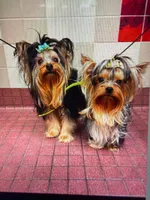 Tiny Akc Flynn Male Yorkshire Terrier 4 lbs, a male Yorkshire Terrier for sale in San Jose, CA – 3 of 3
