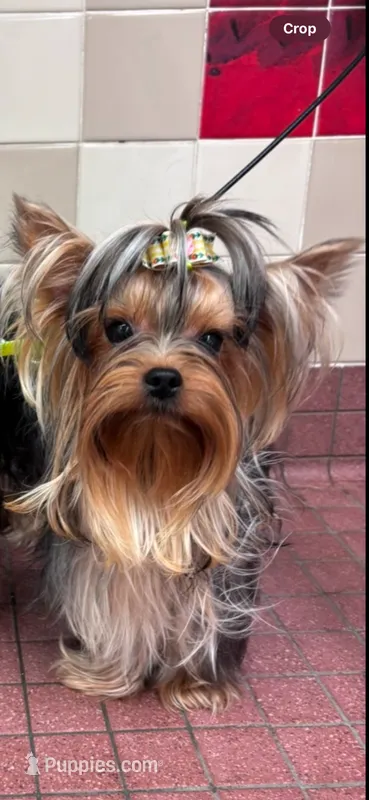 Tiny AKC Luna Yorkshire Terrier 4 lbs  – Yorkshire Terrier puppy for sale in San Jose, CA