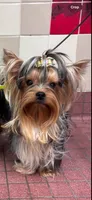 Tiny AKC Luna Yorkshire Terrier 4 lbs , a female Yorkshire Terrier for sale in San Jose, CA – 1 of 6