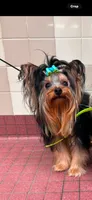 Tiny Akc Flynn Male Yorkshire Terrier 4 lbs, a male Yorkshire Terrier for sale in San Jose, CA – 2 of 3