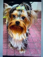 Tiny AKC Luna Yorkshire Terrier 4 lbs , a female Yorkshire Terrier for sale in San Jose, CA – 6 of 6