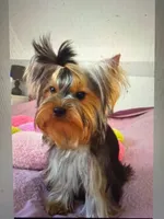 Tiny AKC Luna Yorkshire Terrier 4 lbs , a female Yorkshire Terrier for sale in San Jose, CA – 5 of 6