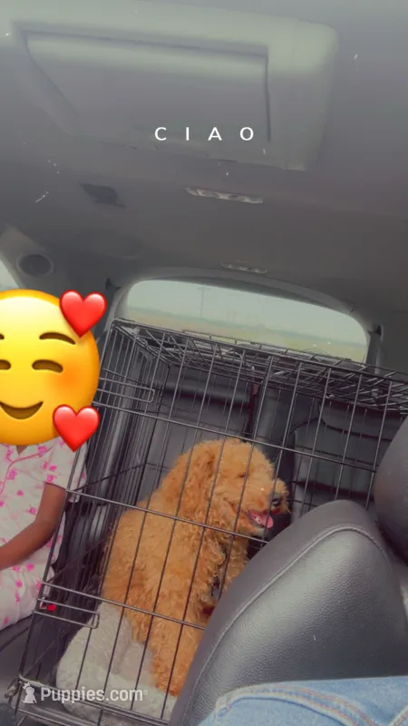 Rocky – Poodle - Toy  puppy for sale in Peoria, IL