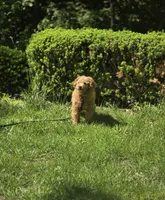 Rocky, a male Poodle - Toy  for sale in Peoria, IL – 2 of 3