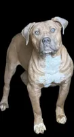 King, a male American Pit Bull Terrier for sale in Sayreville, NJ – 2 of 2