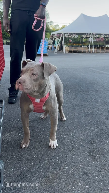 Nyla – American Pit Bull Terrier puppy for sale in Sayreville, NJ