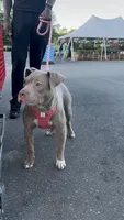 Nyla, a female American Pit Bull Terrier for sale in Sayreville, NJ – 1 of 3