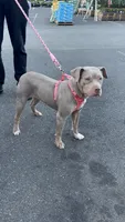 Nyla, a female American Pit Bull Terrier for sale in Sayreville, NJ – 3 of 3