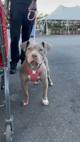 Nyla, a female American Pit Bull Terrier for sale in Sayreville, NJ – 2 of 3