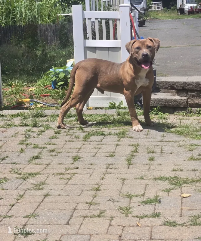 King – American Pit Bull Terrier puppy for sale in Sayreville, NJ