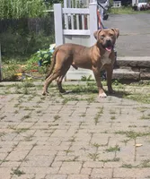King, a male American Pit Bull Terrier for sale in Sayreville, NJ – 1 of 2