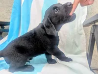 Oscar- blue collar, a male Labrador Retriever for sale in Placerville, CA – 2 of 9