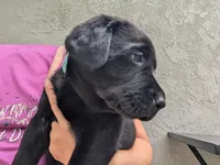 Oscar- blue collar, a male Labrador Retriever for sale in Placerville, CA – 4 of 9
