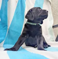 Oliver- green collar, a male Labrador Retriever for sale in Placerville, CA – 3 of 9